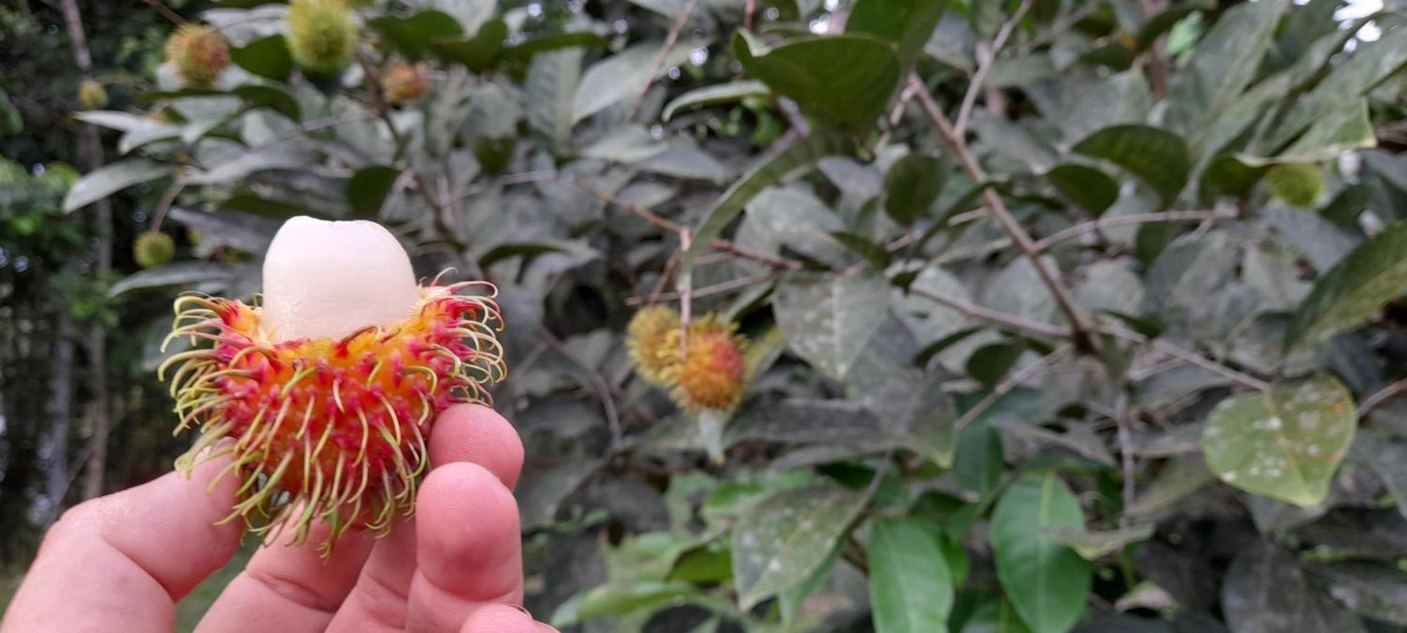 La Mariola - Finca Agroecologica เอล คาสติลโล เด ลา คอนเซปชิอง ภายนอก รูปภาพ