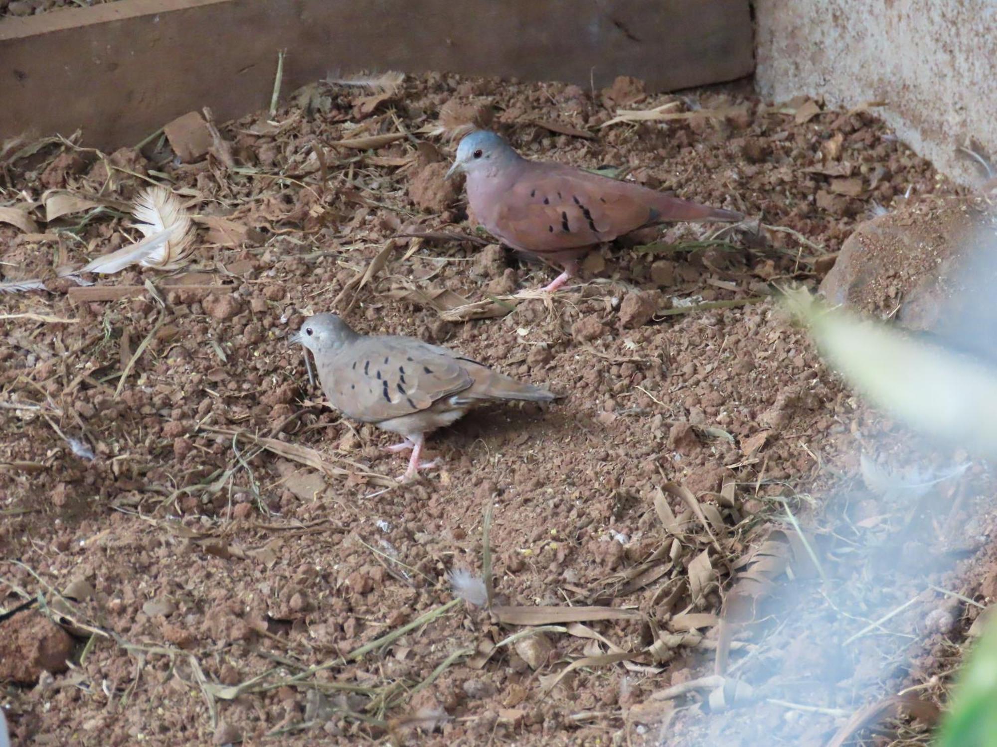 La Mariola - Finca Agroecologica เอล คาสติลโล เด ลา คอนเซปชิอง ภายนอก รูปภาพ