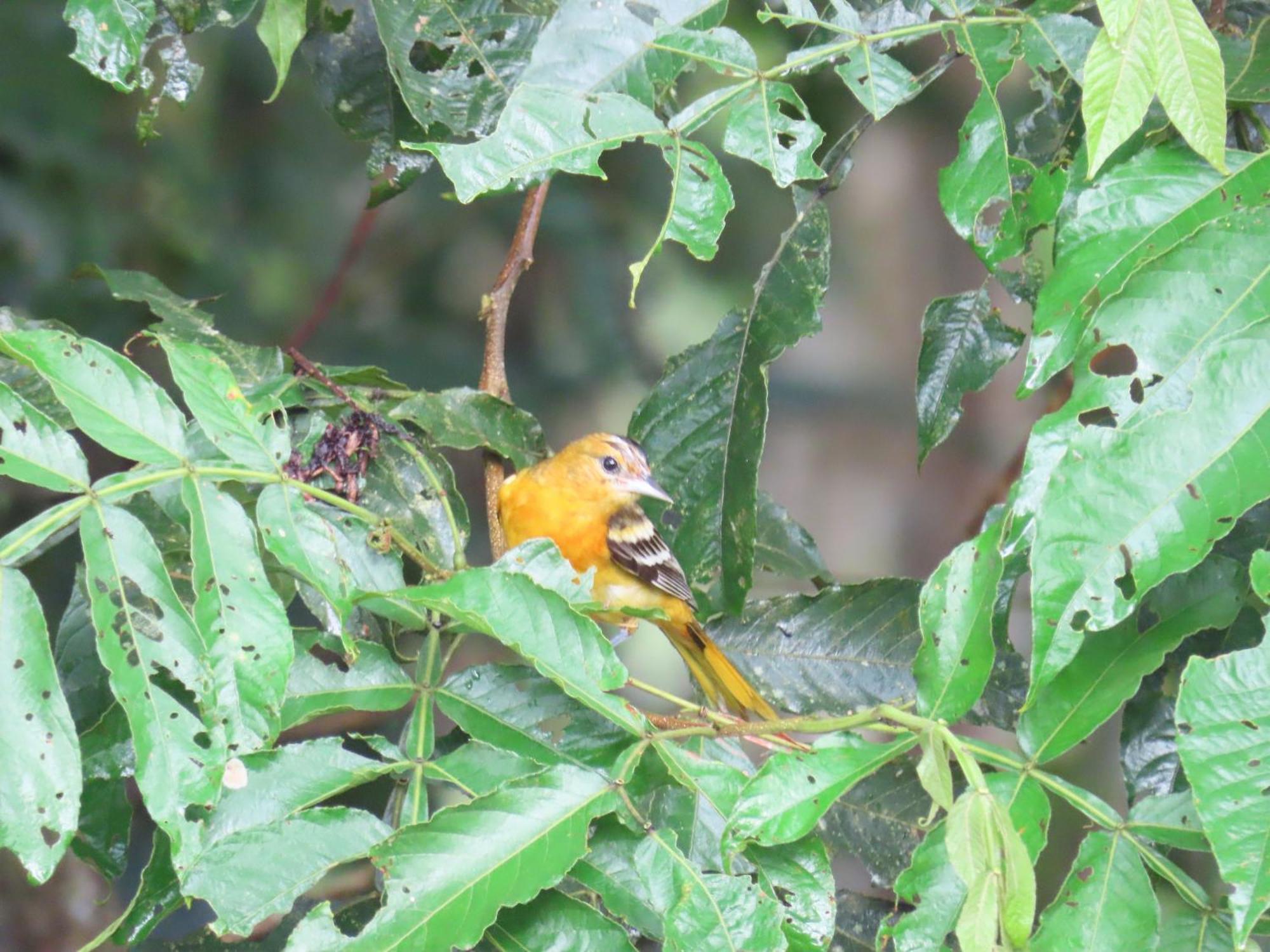 La Mariola - Finca Agroecologica เอล คาสติลโล เด ลา คอนเซปชิอง ภายนอก รูปภาพ