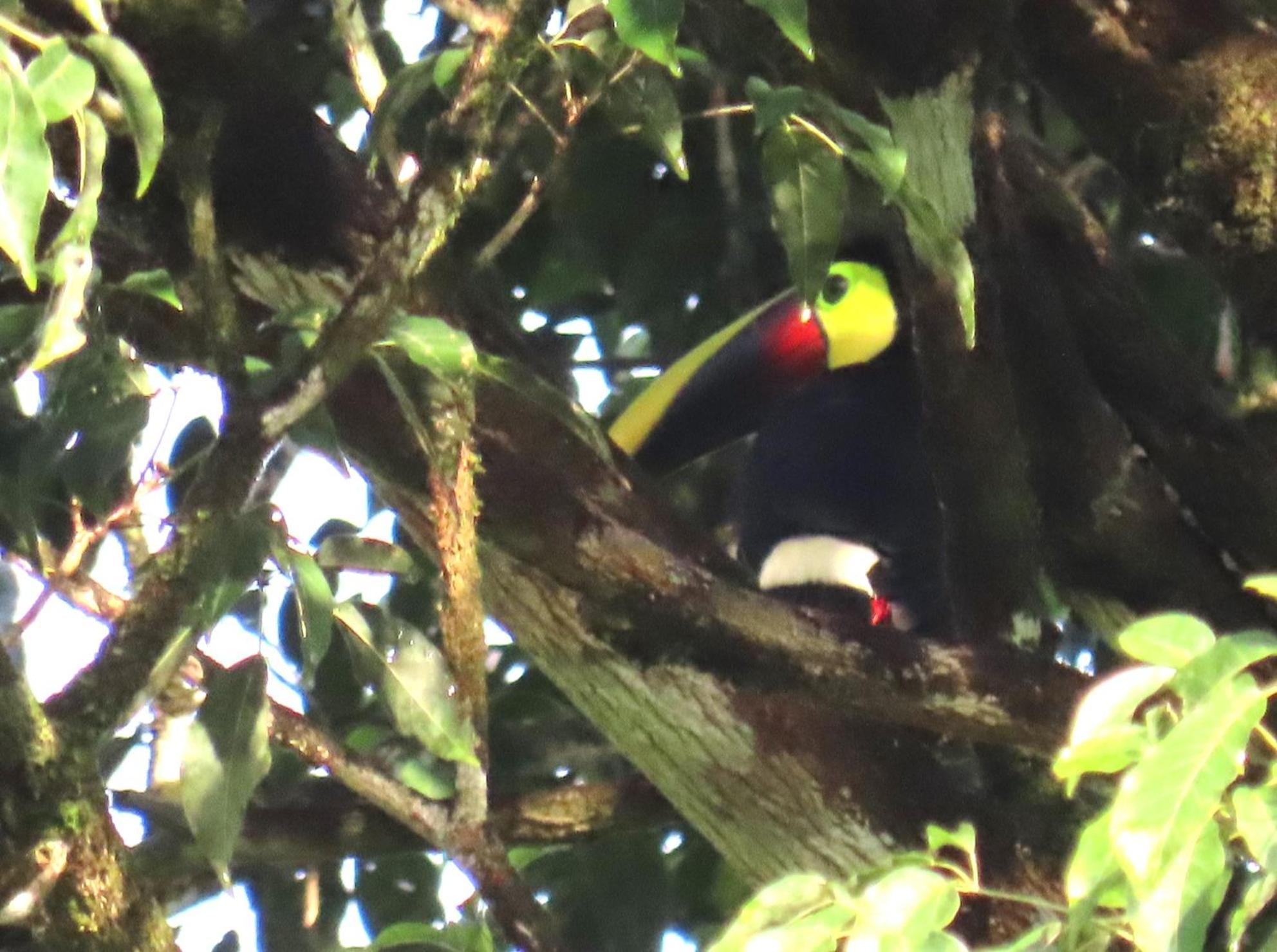 La Mariola - Finca Agroecologica เอล คาสติลโล เด ลา คอนเซปชิอง ภายนอก รูปภาพ