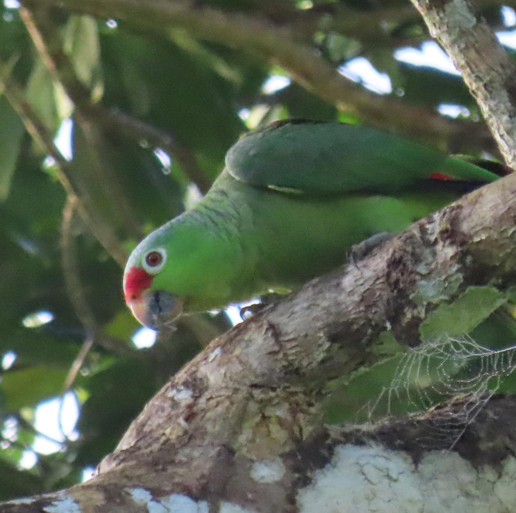 La Mariola - Finca Agroecologica เอล คาสติลโล เด ลา คอนเซปชิอง ภายนอก รูปภาพ