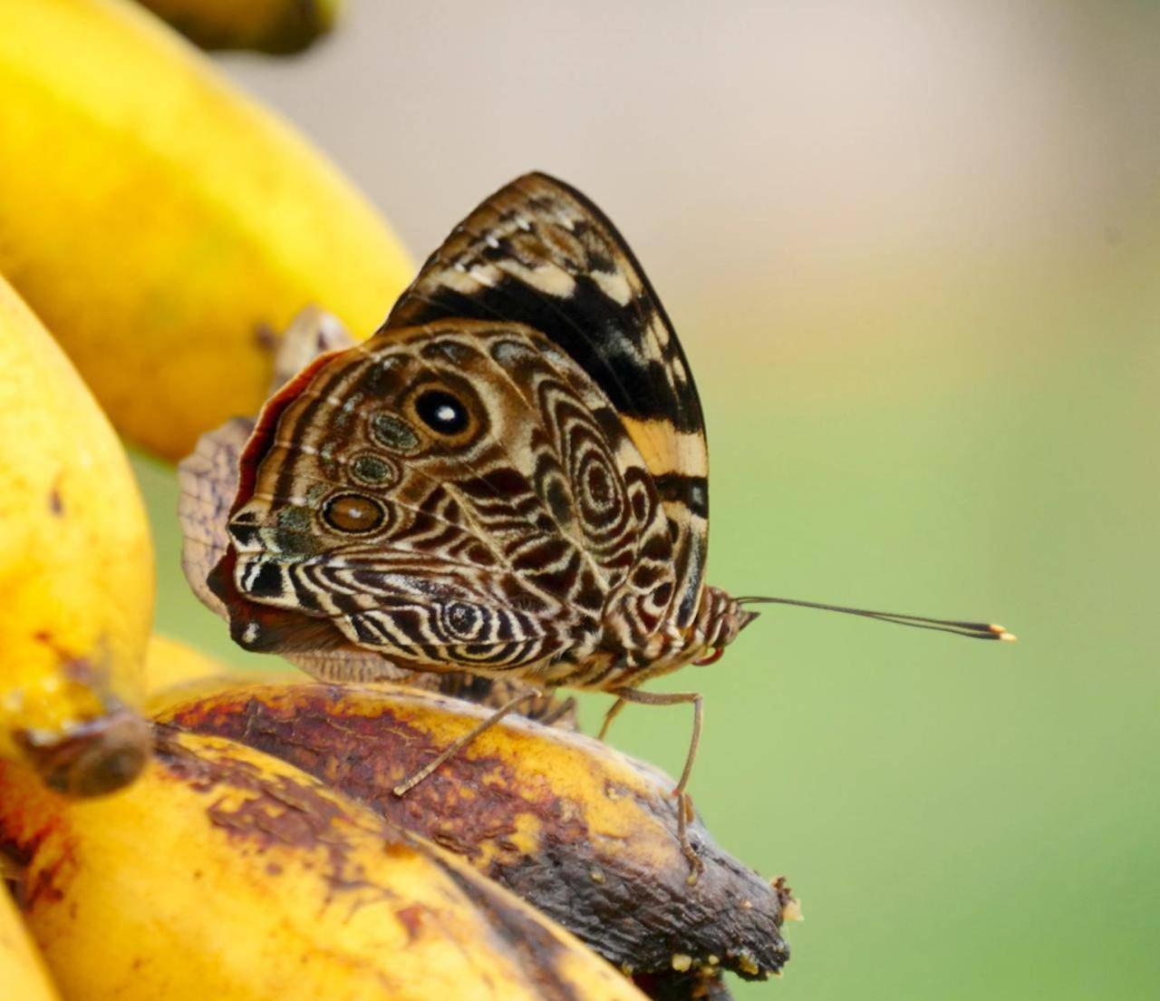 La Mariola - Finca Agroecologica เอล คาสติลโล เด ลา คอนเซปชิอง ภายนอก รูปภาพ