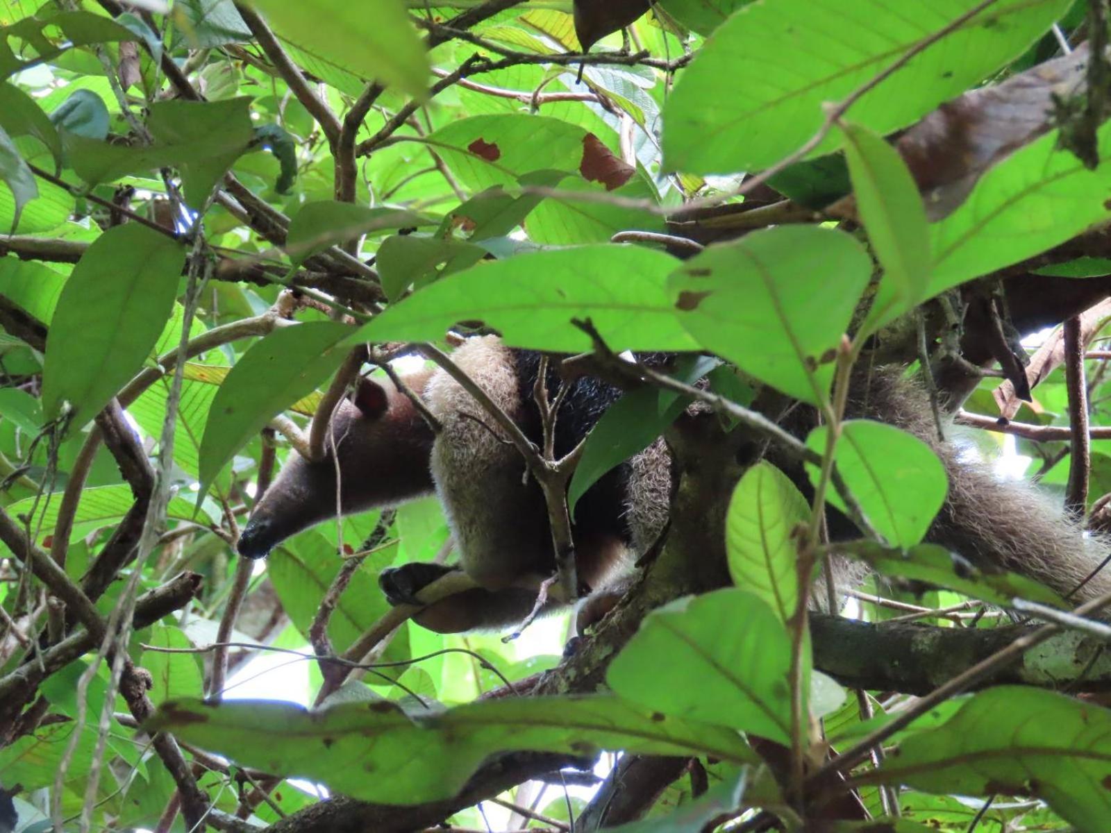 La Mariola - Finca Agroecologica เอล คาสติลโล เด ลา คอนเซปชิอง ภายนอก รูปภาพ