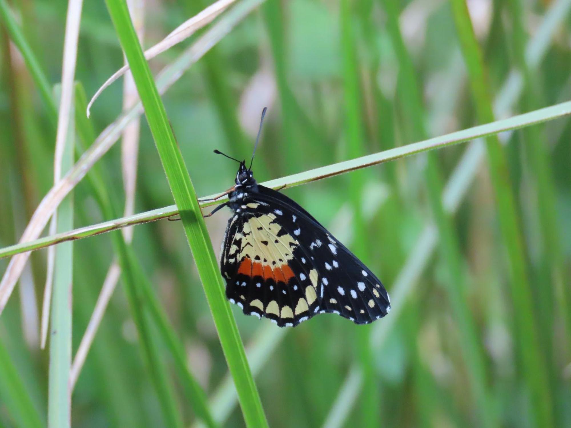 La Mariola - Finca Agroecologica เอล คาสติลโล เด ลา คอนเซปชิอง ภายนอก รูปภาพ