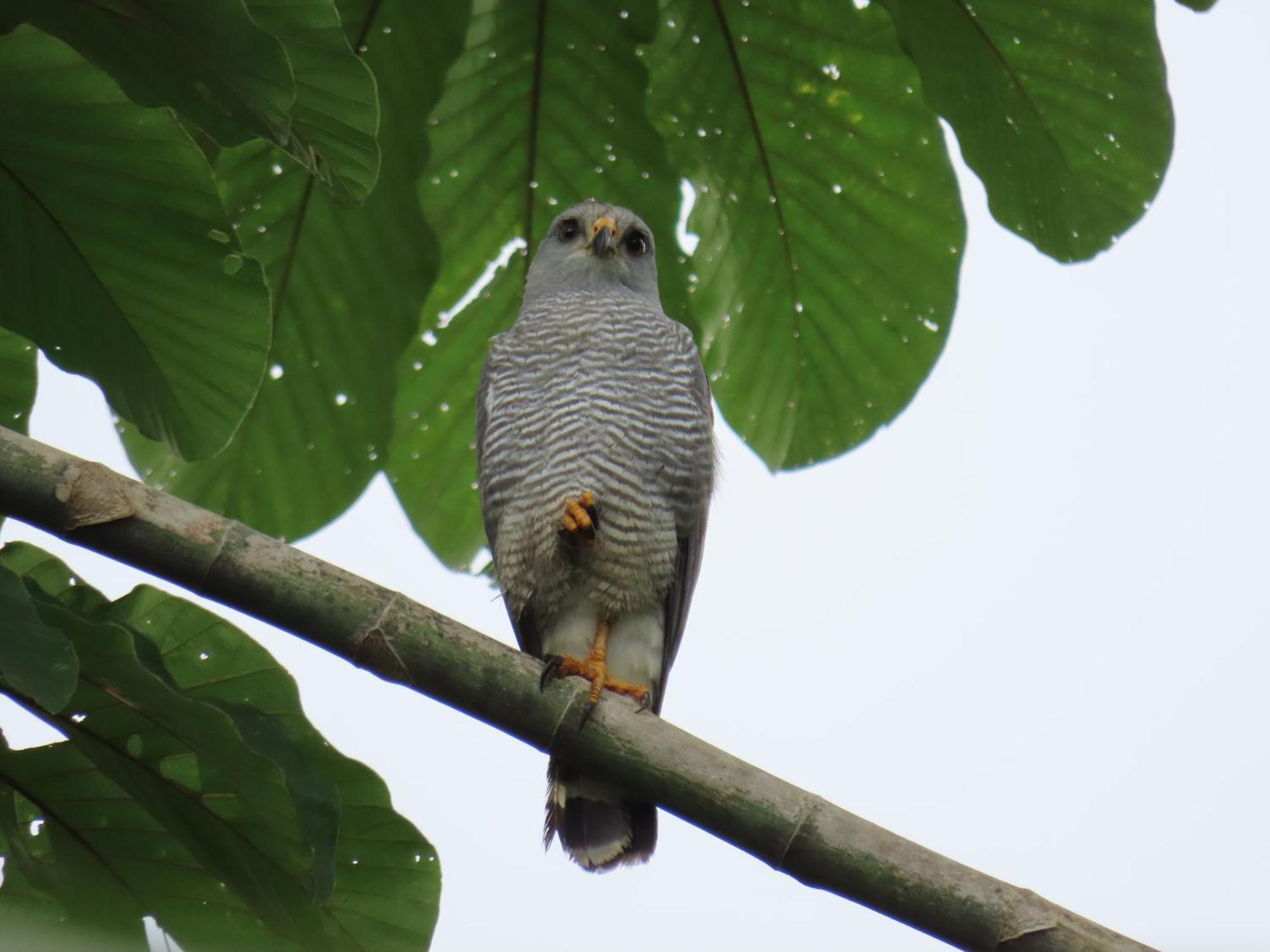 La Mariola - Finca Agroecologica เอล คาสติลโล เด ลา คอนเซปชิอง ภายนอก รูปภาพ