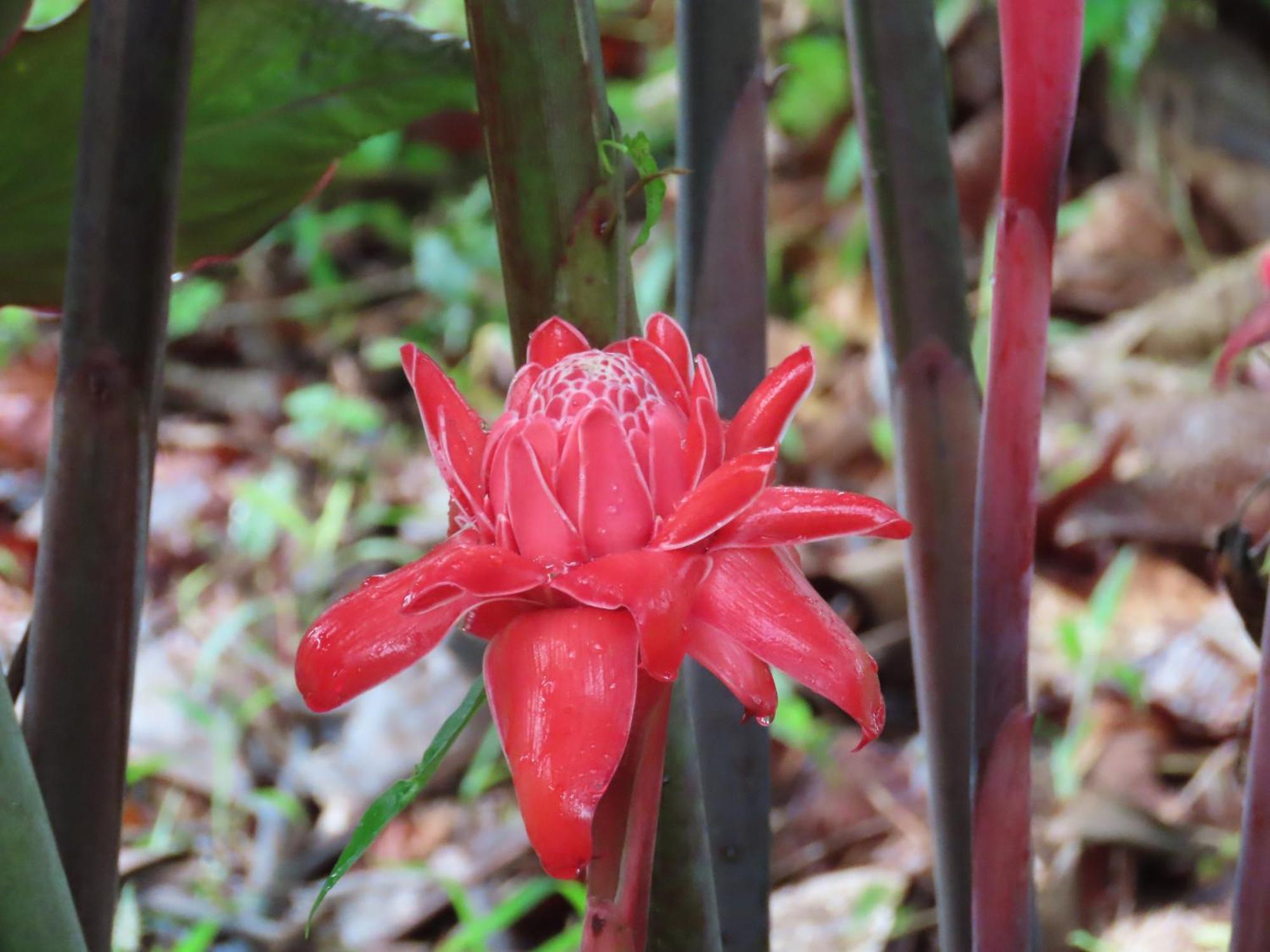 La Mariola - Finca Agroecologica เอล คาสติลโล เด ลา คอนเซปชิอง ภายนอก รูปภาพ
