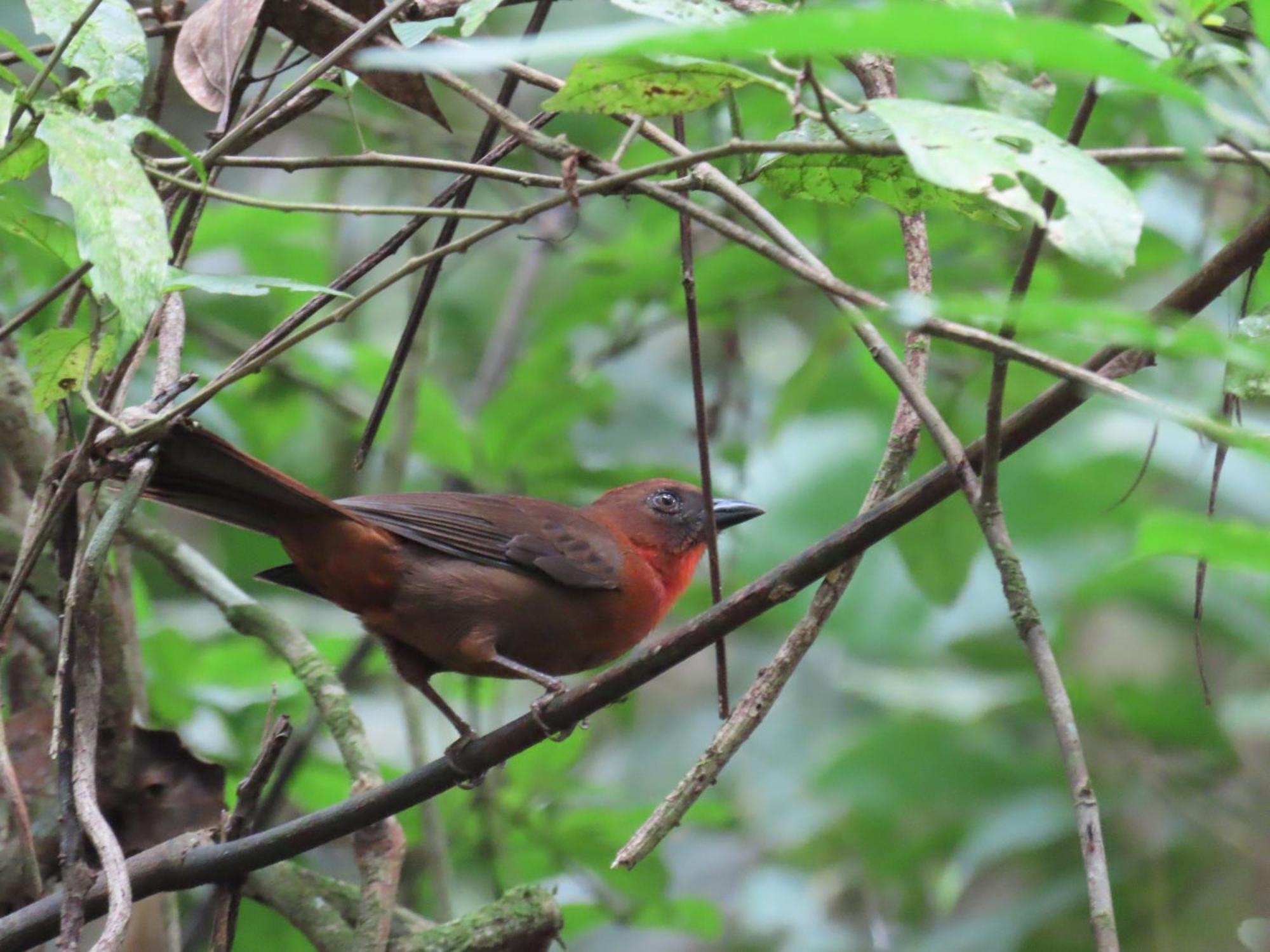 La Mariola - Finca Agroecologica เอล คาสติลโล เด ลา คอนเซปชิอง ภายนอก รูปภาพ