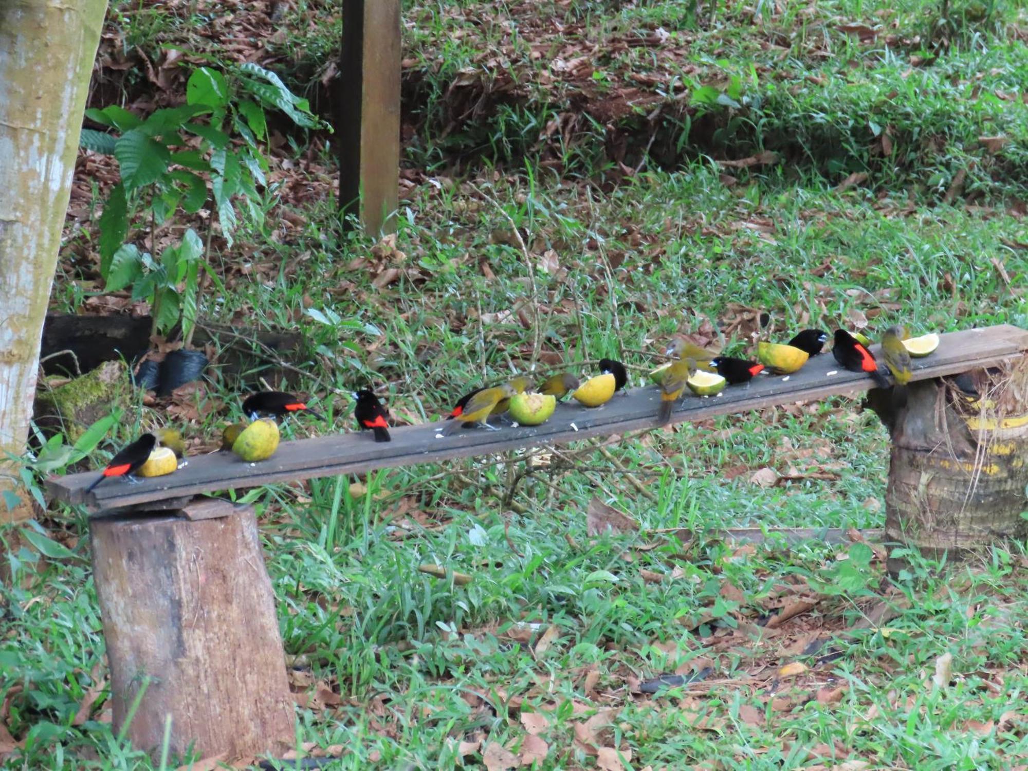 La Mariola - Finca Agroecologica เอล คาสติลโล เด ลา คอนเซปชิอง ภายนอก รูปภาพ