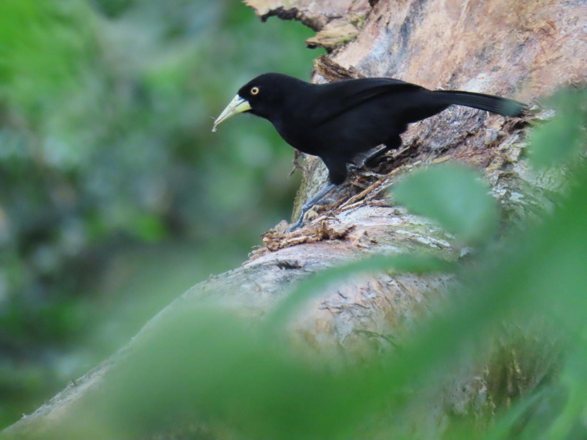 La Mariola - Finca Agroecologica เอล คาสติลโล เด ลา คอนเซปชิอง ภายนอก รูปภาพ