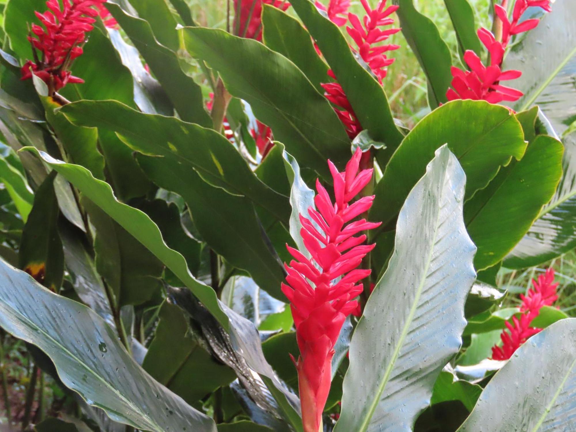 La Mariola - Finca Agroecologica เอล คาสติลโล เด ลา คอนเซปชิอง ภายนอก รูปภาพ