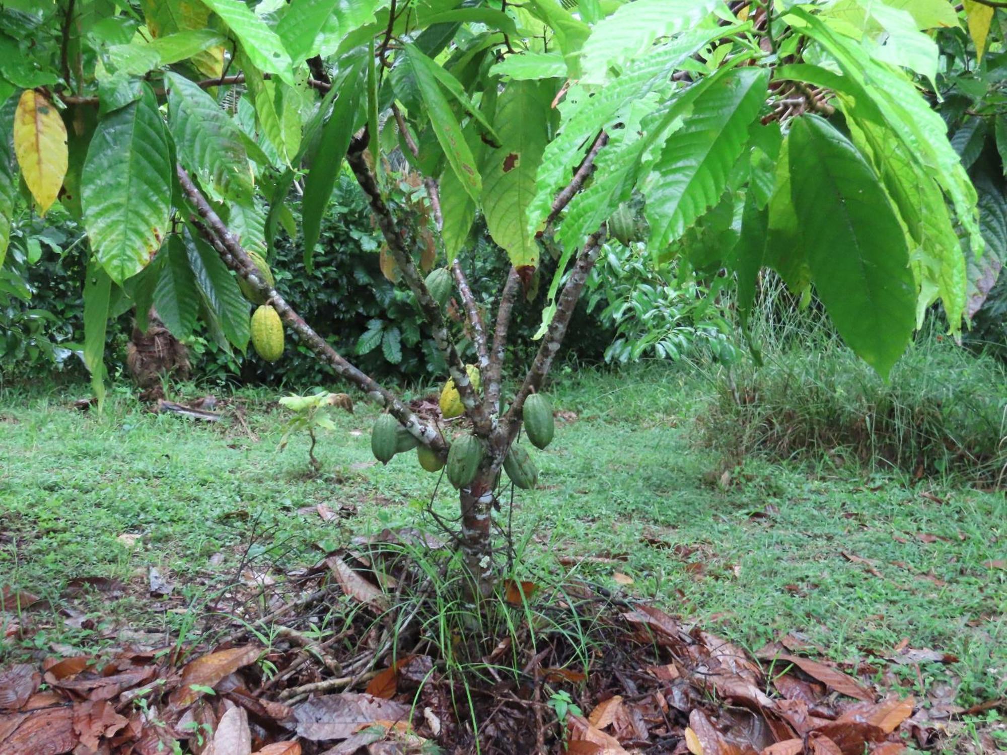 La Mariola - Finca Agroecologica เอล คาสติลโล เด ลา คอนเซปชิอง ภายนอก รูปภาพ