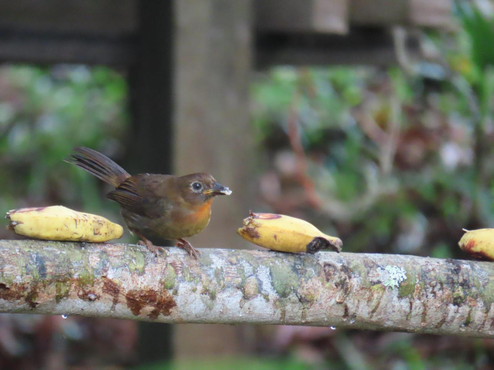 La Mariola - Finca Agroecologica เอล คาสติลโล เด ลา คอนเซปชิอง ภายนอก รูปภาพ