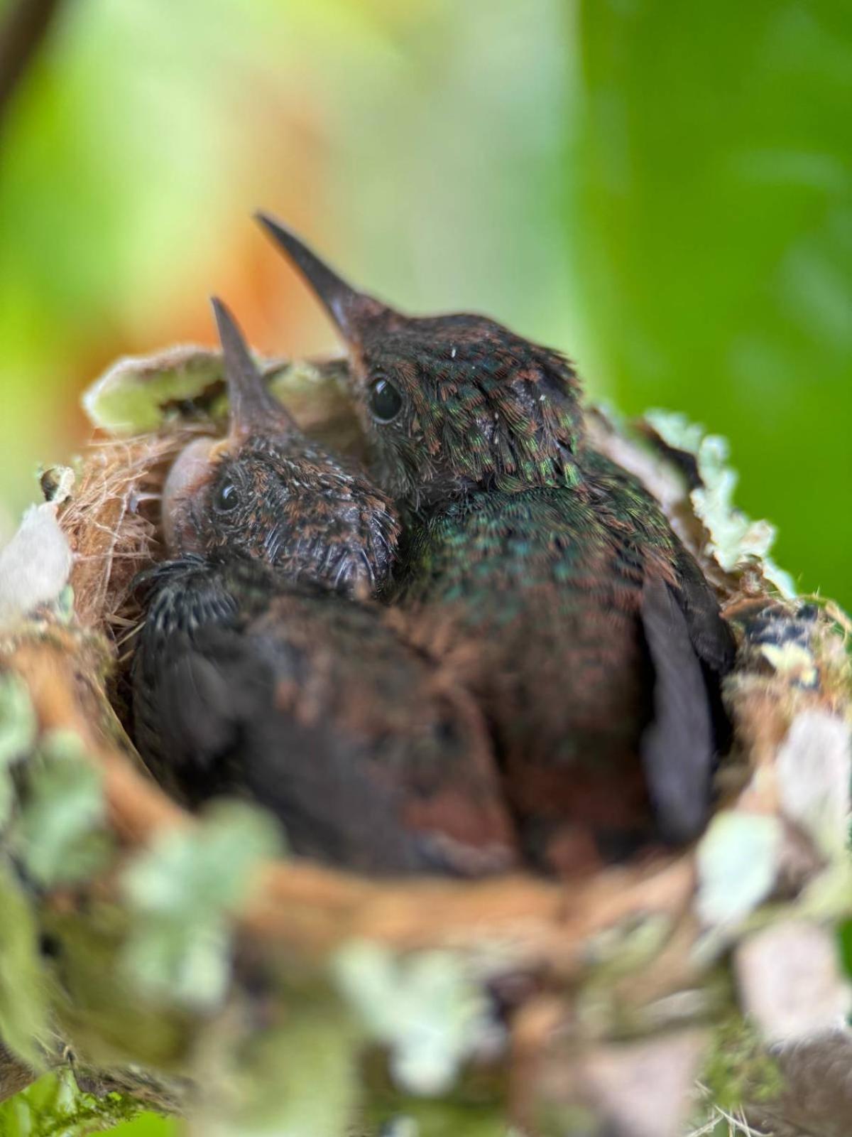 La Mariola - Finca Agroecologica เอล คาสติลโล เด ลา คอนเซปชิอง ภายนอก รูปภาพ